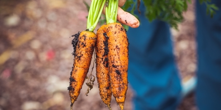 Gulerødder - nyt projekt skal mindre klimaaftrykket i lokale landbrug